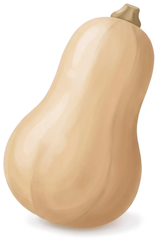 An illustrated squash